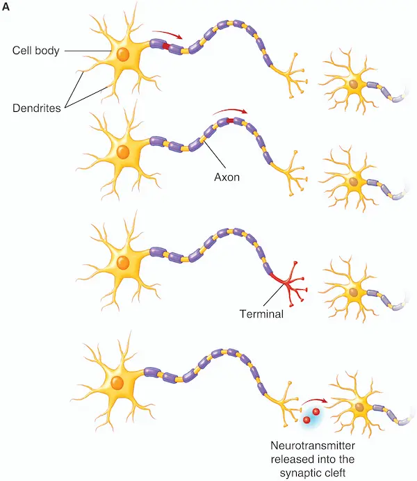 Illustration of a synapse releasing neurotransmitter